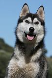 SIBERIAN HUSKY 680